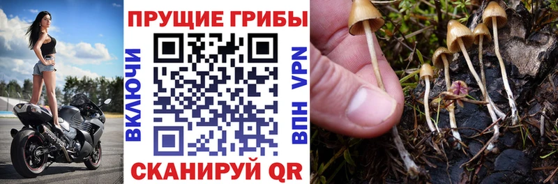 Псилоцибиновые грибы мицелий  Мураши 